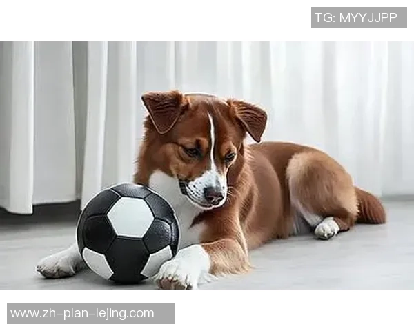 足球狗基地：打造宠物与足球爱好者的欢乐乐园与交流平台